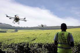 مردی با هواپیماهای بدون سرنشین برای پخش کود در مزرعه ای در کنیا.